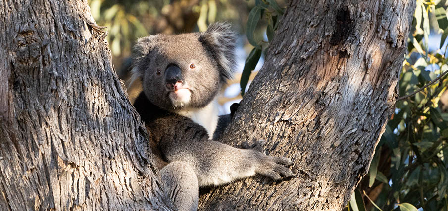 Alfie the Koala